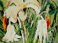 Flores do Mato